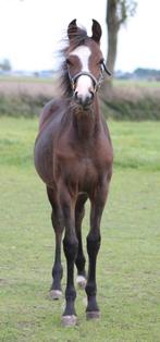 Mega lief merrie veulen, Merrie, Dressuurpony, Niet van toepassing, 0 tot 2 jaar