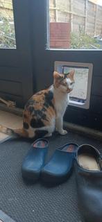 1 jarige gesteriliseerde poes, Dieren en Toebehoren, Katten en Kittens | Overige Katten, Poes