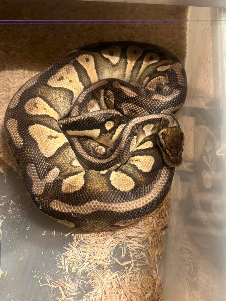 Ball koningspyhton pastel 2022 vrouw Ball Python - female for sale from Js