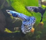 Blue Dragon Dumbo Ear rasguppies, Dieren en Toebehoren, Vissen | Aquariumvissen, Vis