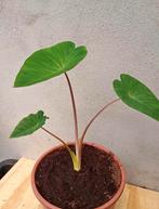 Te koop colocasia pink China ook wel een olifantoor genoemd, Ophalen