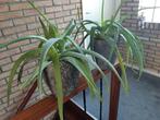 te koop vetplant, Ophalen, Halfschaduw, Minder dan 100 cm