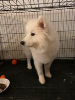 Samojeed raszuiver bijna 8 maanden, Rabiës (hondsdolheid), 15 weken tot 1 jaar, Teef, Poolhond