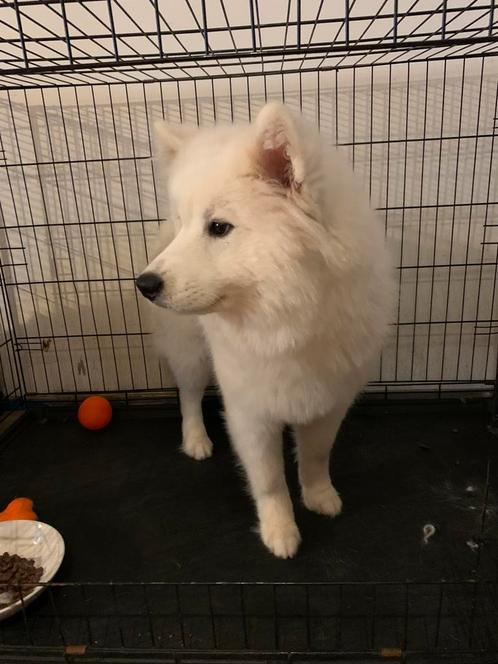 Samojeed raszuiver bijna 8 maanden, Dieren en Toebehoren, Honden | Poolhonden, Keeshonden en Oertypen, Teef, Poolhond, Fokker | Hobbymatig