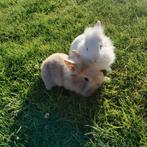Baby konijnen, Dieren en Toebehoren, Konijnen, Geslacht onbekend, Klein, 0 tot 2 jaar