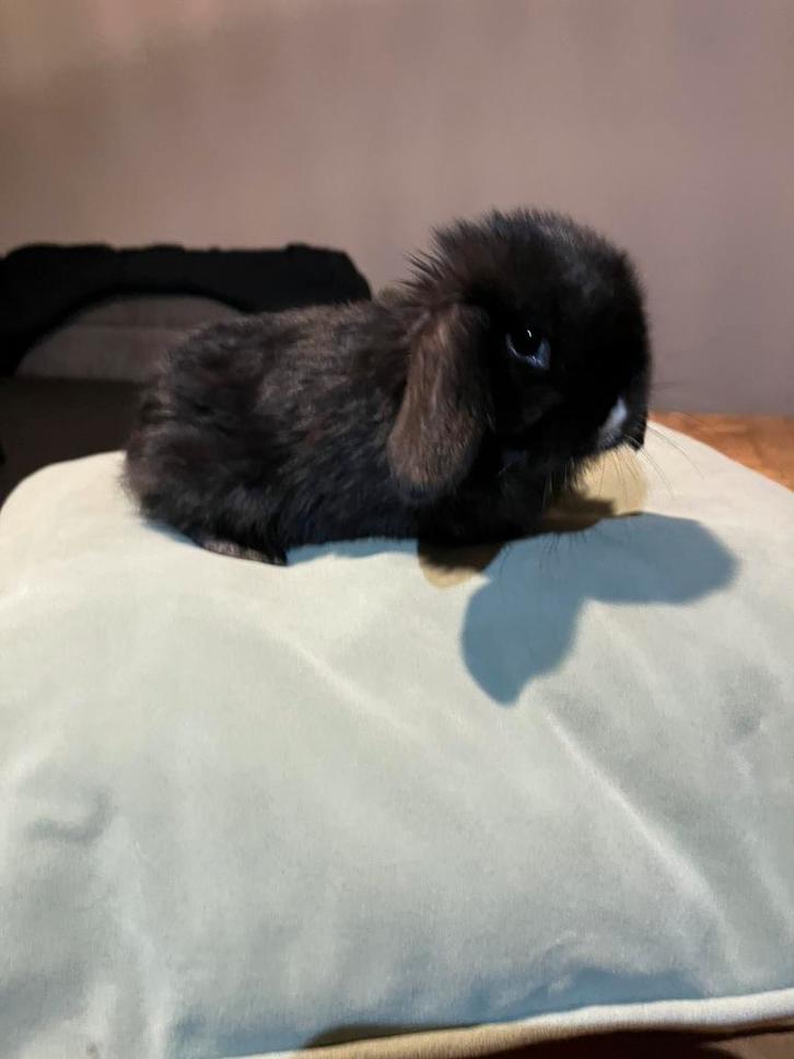 lieve dwerg hangoor baby konijntjes te koop, Dieren en Toebehoren, Konijnen, Dwerg, Meerdere dieren, Hangoor