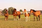 4 kwpner paarden te koop, Dieren en Toebehoren, Merrie