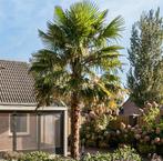 Palmboom, 100 tot 250 cm, Zomer, Palmboom, Ophalen
