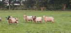 Drentsheide schaap rammen, Mannelijk, Schaap