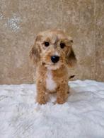 Prachtige teckel x poedel pups, Dieren en Toebehoren, Honden | Chihuahua's en Gezelschapshonden, Nederland, Overige rassen, CDV (hondenziekte)