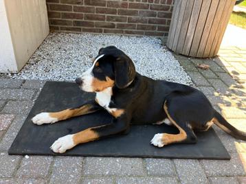 Rubber mat / Hondenmat - onverwoestbaar - diverse formaten beschikbaar voor biedingen
