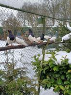 Te koop oud duitse ekster tuimelaars, Dieren en Toebehoren, Meerdere dieren, Geringd