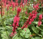 Persicaria Firetail, Duizendknoop, Ophalen, Zomer, Vaste plant