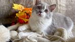 Met stamboom: 2 Britse Korthaar kittens, Dieren en Toebehoren, Katten en Kittens | Raskatten | Korthaar, Poes, Gechipt, 0 tot 2 jaar
