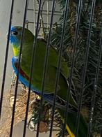 Turquoisineparkiet, Meerdere dieren, Parkiet, Geringd
