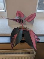 Papieren plant - Philodendron Pink Princess M van Klairtje, Ophalen, Overige soorten, In pot, Minder dan 100 cm