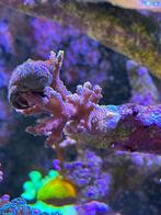 Acropora bali, Dieren en Toebehoren, Ophalen, Gevuld zeewateraquarium