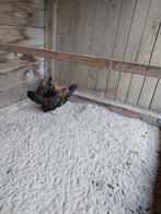 Jongen haantjes hollandse kriel patrijs, Dieren en Toebehoren, Pluimvee, Mannelijk, Kip