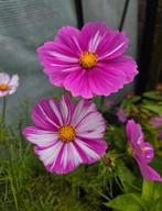 Zaden cosmea bio - roze/wit, Verzenden, Voorjaar, Volle zon, Zaad