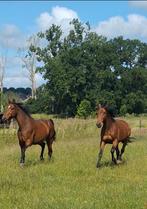 Gezocht: Paard voor onze jongste zus, Dieren en Toebehoren, Stalling en Weidegang, Weidegang