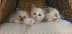 Ragdoll knuffelkaters en poesje met Stamboom, Dieren en Toebehoren, Katten en Kittens | Raskatten | Langhaar, Meerdere dieren