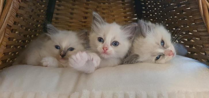 Ragdoll knuffelkaters en poesje met Stamboom, Dieren en Toebehoren, Katten en Kittens | Raskatten | Langhaar, Meerdere dieren