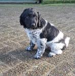 Friese stabij pup, mag mee naar huis!, Dieren en Toebehoren, 8 tot 15 weken, Eén hond, Nederland, Particulier