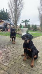 Gezoch rottweiler pup!!!, Ophalen of Verzenden