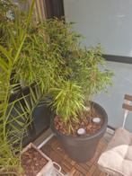 Diverse planten balcon/terras/tuin, Halfschaduw, Overige soorten, 100 tot 250 cm, Ophalen