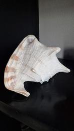 Een prachtige, grote cassis cornuta schelp. 25 x 22 cm., Ophalen of Verzenden, Zo goed als nieuw