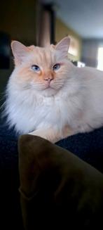 Liefste kat ooit, Dieren en Toebehoren, Kater, Met stamboom