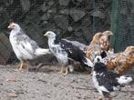 laatste haan leghorn exchequer blauw bont, Dieren en Toebehoren, Pluimvee, Kip