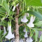 Zaden Acnistus australis wit, Verzenden, Volle zon