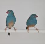 GEZOCHT: blauwkop blauwfazantje pop, Dieren en Toebehoren, Vrouwelijk, Geringd