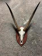 Steenbok / spiesbok hoorns, Ophalen of Verzenden, Nieuw, Hert, Gewei of Kop