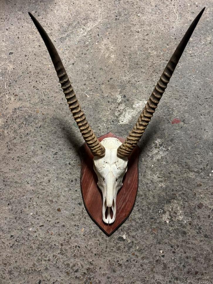 Steenbok / spiesbok hoorns, Verzamelen, Dierenverzamelingen, Nieuw, Gewei of Kop, Hert, Ophalen of Verzenden