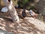 Chinese dwergkwartels, Meerdere dieren, Overige soorten