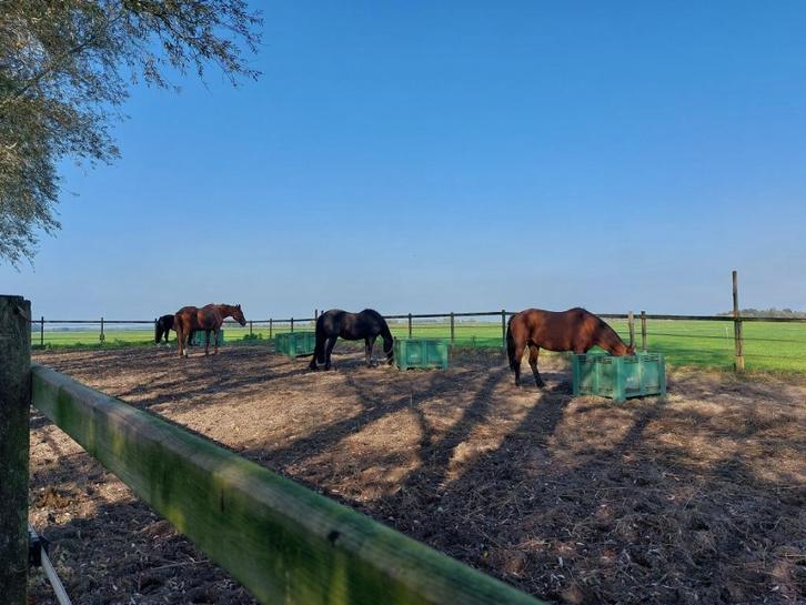 Rusthuis/pensioenstal heeft plekje vrij voor een merrie!!, Dieren en Toebehoren, Stalling en Weidegang, Stalling, Weidegang, 1 paard of pony