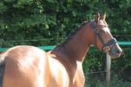 Veelbelovende jonge sportpony te koop, Dieren en Toebehoren, Pony's, Merrie, Gechipt, Springpony, Zadelmak