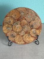 Plaat met ammonieten (i-1) Ø 110 mm, inclusief standaard., Ophalen of Verzenden, Fossiel
