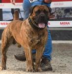 Boerboel pups van Immermoed & Grootmoed Boerboels, Dieren en Toebehoren, Meerdere, 8 tot 15 weken, Meerdere dieren, Nederland