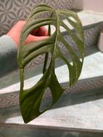 Monstera Epipremnoides Esqueleto stek geworteld, Huis en Inrichting, Kamerplanten, Ophalen of Verzenden, Overige soorten, Minder dan 100 cm