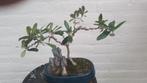 Bonsai Olijf  met Rots, Tuin en Terras, Volle zon, Vaste plant, Zomer, Ophalen