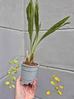 Orchidee Gongora Geurend p12 (2)