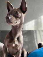 Blauwe chihuahua, Dieren en Toebehoren, Rabiës (hondsdolheid), 15 weken tot 1 jaar, Reu, Eén hond
