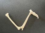 Anatomie skelet mensenbeen en -voet, Nieuw, Anatomie skelet mens been heup knie enkel voet, Ophalen of Verzenden