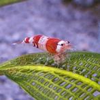 Caridina cf. cantonensis, Dieren en Toebehoren, Vissen | Aquariumvissen, Kreeft, Krab of Garnaal