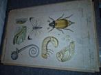 schoolplaat schoolplaten bijplaat insecten en in de weide, Ophalen of Verzenden, Gebruikt