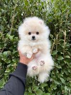 Pomeriaan, Dieren en Toebehoren, Honden | Chihuahua's en Gezelschapshonden, Rabiës (hondsdolheid), 8 tot 15 weken, Buitenland