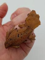 Wimpergekko vrouwtje, Dieren en Toebehoren, Reptielen en Amfibieën, Hagedis, 0 tot 2 jaar